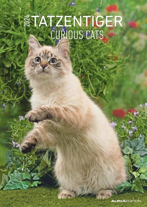 Tatzentiger 2024 – Bildkalender A3 (29,7×42 cm) – Curious Cats – mit Feiertagen (DE/AT/CH) und Platz für Notizen – Wandplaner – Katzenkalender