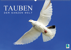 Tauben der ganzen Welt (Wandkalender 2020 DIN A2 quer) von CALVENDO