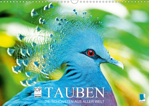 Tauben: die Schönsten aus aller Welt (Wandkalender 2020 DIN A3 quer) von CALVENDO