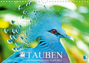 Tauben: die Schönsten aus aller Welt (Wandkalender 2020 DIN A4 quer) von CALVENDO