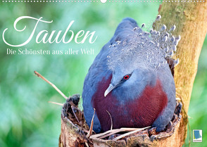 Tauben: die Schönsten aus aller Welt (Wandkalender 2022 DIN A2 quer) von CALVENDO