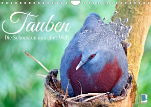 Tauben: die Schönsten aus aller Welt (Wandkalender 2022 DIN A4 quer) von CALVENDO
