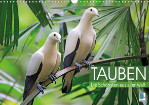 Tauben: die Schönsten aus aller Welt (Wandkalender 2023 DIN A3 quer) von CALVENDO