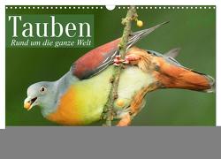 Tauben rund um die ganze Welt (Wandkalender 2024 DIN A3 quer), CALVENDO Monatskalender von CALVENDO,  CALVENDO