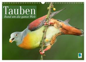 Tauben rund um die ganze Welt (Wandkalender 2024 DIN A3 quer), CALVENDO Monatskalender von CALVENDO,  CALVENDO
