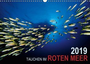 Tauchen im Roten Meer 2019 (Wandkalender 2019 DIN A3 quer) von Strozynski,  Bartosz