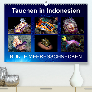 Tauchen in Indonesien – BUNTE MEERESSCHNECKEN (Premium, hochwertiger DIN A2 Wandkalender 2022, Kunstdruck in Hochglanz) von Landgraf-Kluge,  Kathrin