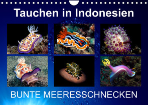 Tauchen in Indonesien – BUNTE MEERESSCHNECKEN (Wandkalender 2023 DIN A4 quer) von Landgraf-Kluge,  Kathrin