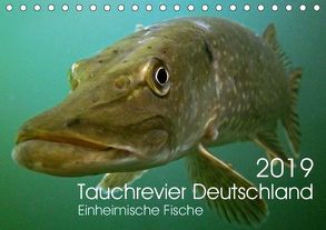 Tauchrevier Deutschland (Tischkalender 2019 DIN A5 quer) von Merkel - Tauchrevier Deutschland,  Mario