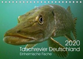 Tauchrevier Deutschland (Tischkalender 2020 DIN A5 quer) von Merkel - Tauchrevier Deutschland,  Mario