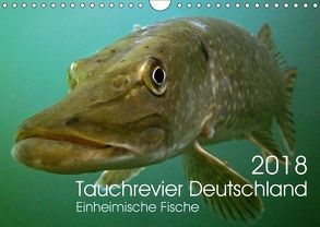 Tauchrevier Deutschland (Wandkalender 2018 DIN A4 quer) von Merkel - Tauchrevier Deutschland,  Mario