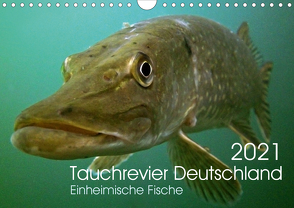 Tauchrevier Deutschland (Wandkalender 2021 DIN A4 quer) von Merkel - Tauchrevier Deutschland,  Mario