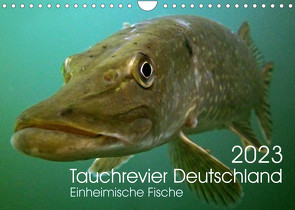 Tauchrevier Deutschland (Wandkalender 2023 DIN A4 quer) von Merkel - Tauchrevier Deutschland,  Mario
