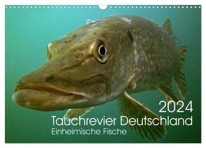 Tauchrevier Deutschland (Wandkalender 2024 DIN A3 quer), CALVENDO Monatskalender von Merkel - Tauchrevier Deutschland,  Mario