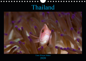 Thailand – Unter Wasser Makro (Wandkalender 2020 DIN A4 quer) von schmidt xway-image.de,  ralf