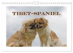Tibet-Spaniel (Wandkalender 2024 DIN A4 quer), CALVENDO Monatskalender von Lindert-Rottke,  Antje