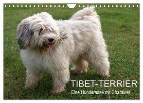 Tibet-Terrier – Eine Hunderasse mit Charakter (Wandkalender 2024 DIN A4 quer), CALVENDO Monatskalender von Bindig,  Rudolf