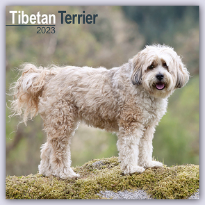 Tibetan Terrier – Tibet Terrier 2023