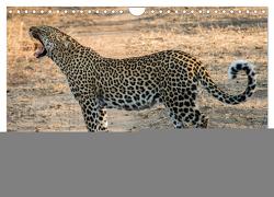 Tier-Momente in Afrika (Wandkalender 2024 DIN A4 quer), CALVENDO Monatskalender von Janssen,  Dirk