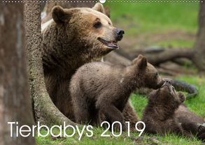 Tierbabys 2019 (Wandkalender 2019 DIN A2 quer) von Schörkhuber,  Johann