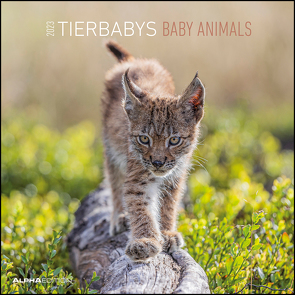 Tierbabys 2023 – Broschürenkalender 30×30 cm (30×60 geöffnet) – Kalender mit Platz für Notizen – Baby Animals – Bildkalender – Wandplaner – Alpha Edition
