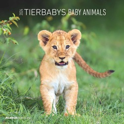 Tierbabys 2024 – Broschürenkalender 30×30 cm (30×60 geöffnet) – Kalender mit Platz für Notizen – Baby Animals – Bildkalender – Wandplaner – Alpha Edition