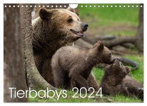 Tierbabys 2024 (Wandkalender 2024 DIN A4 quer), CALVENDO Monatskalender von Schörkhuber,  Johann