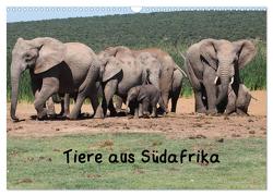 Tiere aus Südafrika (Wandkalender 2024 DIN A3 quer), CALVENDO Monatskalender von W. Bruechle,  Dr.