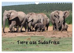 Tiere aus Südafrika (Wandkalender 2024 DIN A4 quer), CALVENDO Monatskalender von W. Bruechle,  Dr.