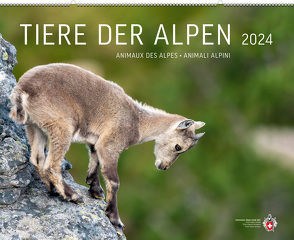 Tiere der Alpen 2024 von Schmid,  Adrian