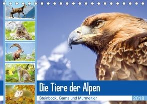 Tiere der Alpen: Steinbock, Gams und Murmeltier (Tischkalender 2018 DIN A5 quer) von CALVENDO