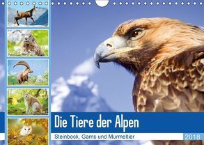 Tiere der Alpen: Steinbock, Gams und Murmeltier (Wandkalender 2018 DIN A4 quer) von CALVENDO