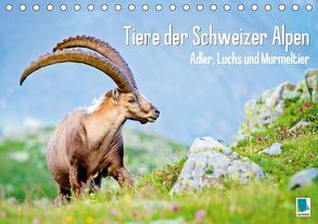 Tiere der Schweizer Alpen (Tischkalender 2018 DIN A5 quer) von CALVENDO