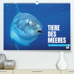 Tiere des Meeres: Faszination Tauchen (Premium, hochwertiger DIN A2 Wandkalender 2023, Kunstdruck in Hochglanz) von CALVENDO