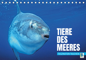 Tiere des Meeres: Faszination Tauchen (Tischkalender 2023 DIN A5 quer) von CALVENDO