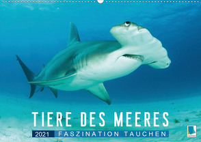 Tiere des Meeres: Faszination Tauchen (Wandkalender 2021 DIN A2 quer) von CALVENDO