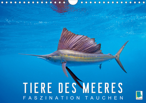 Tiere des Meeres: Faszination Tauchen (Wandkalender 2021 DIN A4 quer) von CALVENDO