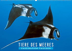 Tiere des Meeres: Faszination Tauchen (Wandkalender 2022 DIN A2 quer) von CALVENDO