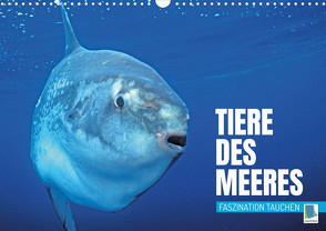 Tiere des Meeres: Faszination Tauchen (Wandkalender 2023 DIN A3 quer) von CALVENDO