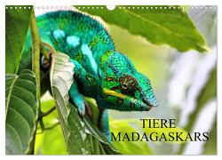Tiere Madagaskars (Wandkalender 2024 DIN A3 quer), CALVENDO Monatskalender von Baur,  Céline