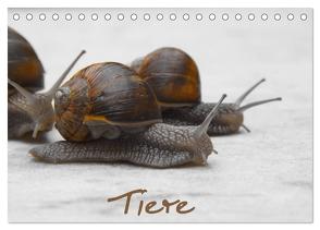 Tiere (Tischkalender 2024 DIN A5 quer), CALVENDO Monatskalender von Odasso Skao-Fotografie,  Marco