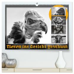 Tieren ins Gesicht geschaut (hochwertiger Premium Wandkalender 2024 DIN A2 quer), Kunstdruck in Hochglanz von Gödecke,  Dieter