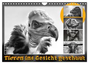 Tieren ins Gesicht geschaut (Wandkalender 2024 DIN A4 quer), CALVENDO Monatskalender von Gödecke,  Dieter