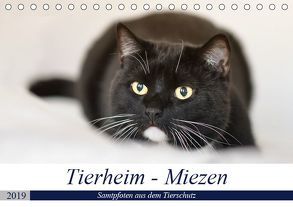 Tierheim – Miezen (Tischkalender 2019 DIN A5 quer) von Metternich,  Doris