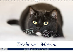 Tierheim – Miezen (Wandkalender 2023 DIN A3 quer) von Metternich,  Doris