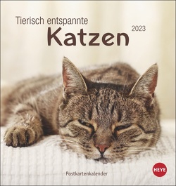 Tierisch entspannte Katzen Postkartenkalender 2023. Witzige Fotos verschlafender Stubentiger in einem Tischkalender zum Aufstellen. Kleiner Kalender 2023 für Katzenfans. von Heye