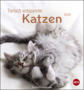 Tierisch entspannte Katzen Postkartenkalender Kalender 2020 von Heye
