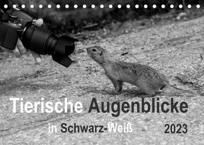 Tierische Augenblicke in Schwarz-Weiß (Tischkalender 2023 DIN A5 quer) von Drews,  Marianne