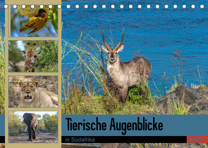 Tierische Augenblicke in Südafrika (Tischkalender 2023 DIN A5 quer) von W. Saul,  Norbert