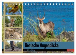 Tierische Augenblicke in Südafrika (Tischkalender 2024 DIN A5 quer), CALVENDO Monatskalender von W. Saul,  Norbert